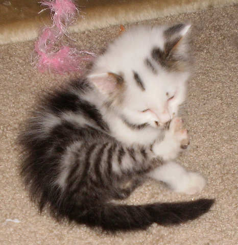 [picture of Domino, a Domestic Short Hair white/tabby\ cat] 