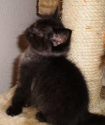 [picture of Missy, a Domestic Short Hair black\ cat] 