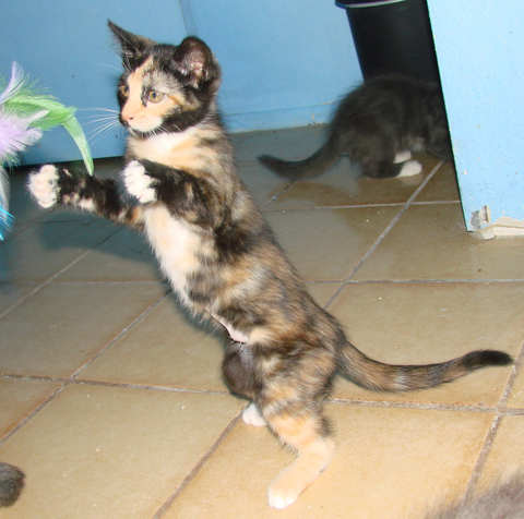 [another picture of Fiesty, a Domestic Short Hair tortoiseshell/white\ cat] 