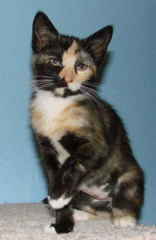 [picture of Fiesty, a Domestic Short Hair tortoiseshell/white\ cat] 