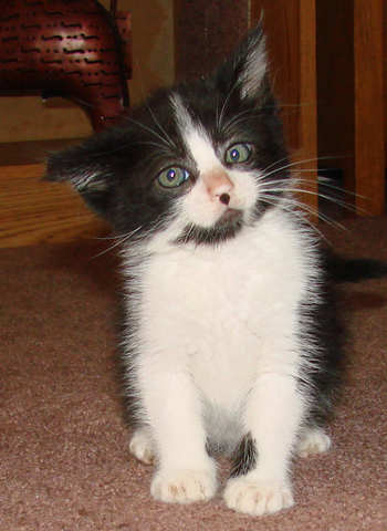 [another picture of Jefferson, a Domestic Short Hair black/white\ cat] 