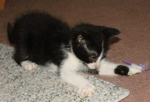 [picture of Jefferson, a Domestic Short Hair black/white\ cat] 