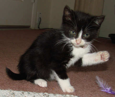 [another picture of Bella, a Domestic Short Hair black/white\ cat] 