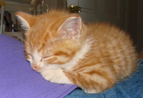 [another picture of Jackson, a Domestic Short Hair orange tabby/white\ cat] 