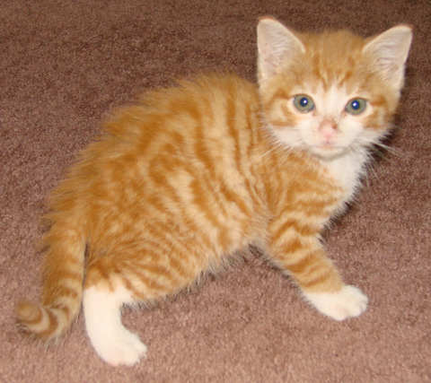 [picture of Jackson, a Domestic Short Hair orange tabby/white\ cat] 