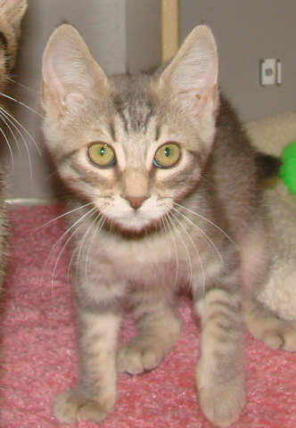 [picture of Ozzie, a Domestic Short Hair gray tabby\ cat] 