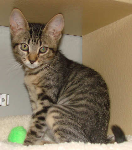 [another picture of Olivia, a Domestic Short Hair brown tabby\ cat] 