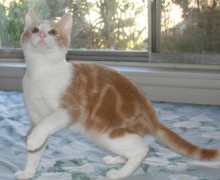 [picture of Olivia, a Domestic Short Hair brown tabby\ cat] 