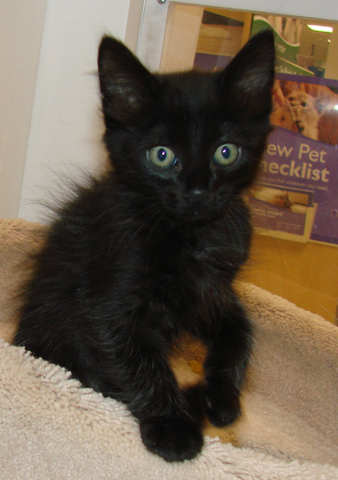 [another picture of Alfie, a Domestic Medium Hair black\ cat] 