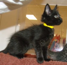 [picture of Alfie, a Domestic Medium Hair black\ cat] 