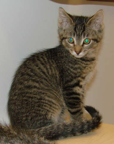 [another picture of Brutus, a Domestic Medium Hair tabby\ cat] 