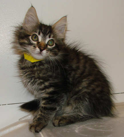 [another picture of Tre, a Domestic Medium Hair charcoal tabby\ cat] 