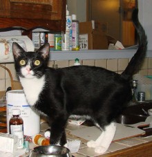 [another picture of Vinnie, a Domestic Short Hair black/white\ cat] 