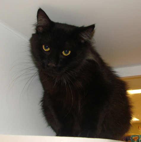 [another picture of Fat Albert AKA Snuggles FKA Baby, a Domestic Medium Hair black\ cat] 
