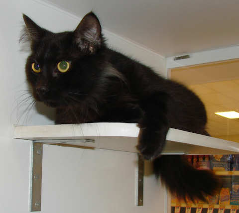 [picture of Fat Albert AKA Snuggles FKA Baby, a Domestic Medium Hair black\ cat] 