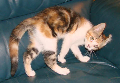 [another picture of Ruffle, a Domestic Short Hair calico classic tabby\ cat] 