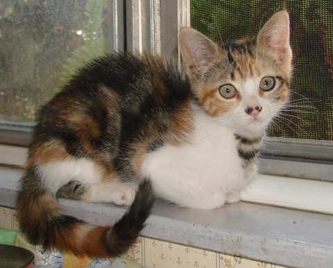 [picture of Ruffle, a Domestic Short Hair calico classic tabby\ cat] 