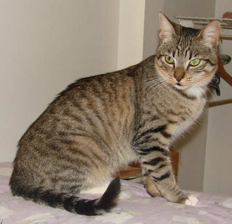 [another picture of Senor Gomez, a Domestic Short Hair brown tabby/white\ cat] 