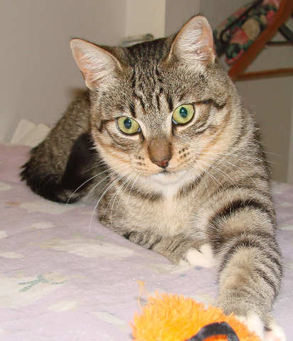 [picture of Senor Gomez, a Domestic Short Hair brown tabby/white\ cat] 