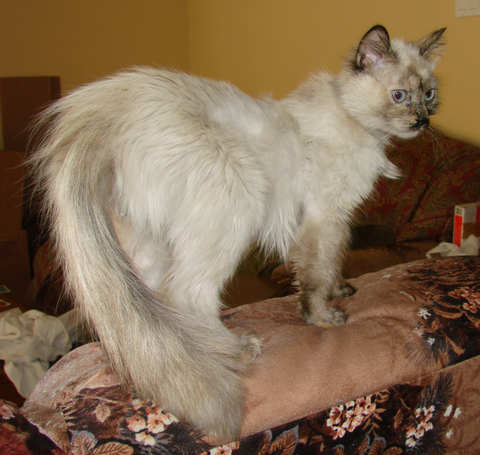 [another picture of Isabella, a Siamese/Domestic Long Hair-x tortie point\ cat] 