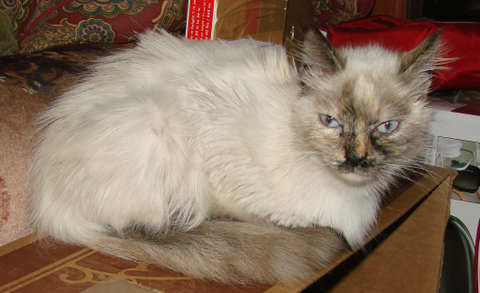 [picture of Isabella, a Siamese/Domestic Long Hair-x tortie point\ cat] 