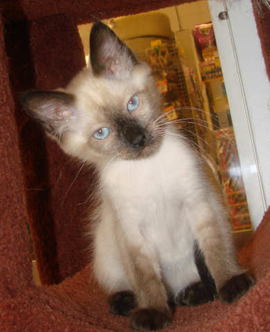 [picture of Shu, a Siamese/Domestic Short Hair-x sealpoint\ cat] 