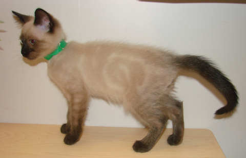 [picture of Chewy, a Siamese/Domestic Short Hair-x sealpoint\ cat] 