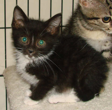 [picture of Onyx, a Domestic Short Hair black/white\ cat] 