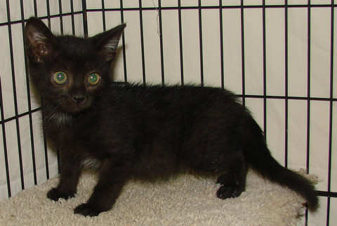 [picture of Coal, a Domestic Short Hair black\ cat] 