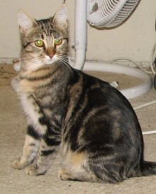 [another picture of Khaki, a Domestic Short Hair classic tabby\ cat] 