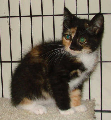 [another picture of Tawny, a Domestic Short Hair tortoiseshell/white\ cat] 