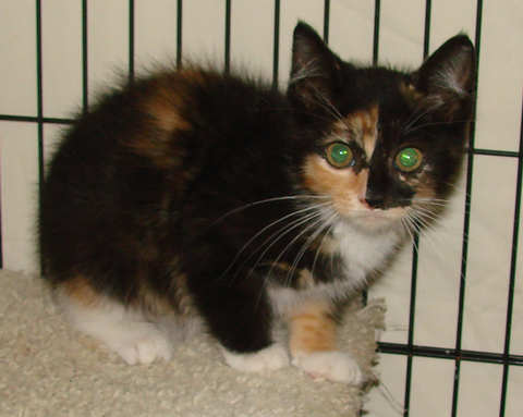 [picture of Tawny, a Domestic Short Hair tortoiseshell/white\ cat] 