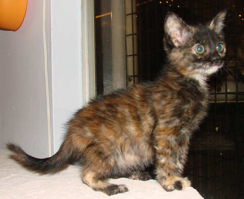 [another picture of Sucia Monkey Face Walking Turd, a Domestic Short Hair tortoiseshell tabby\ cat] 