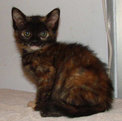 [picture of Sucia Monkey Face Walking Turd, a Domestic Short Hair tortoiseshell tabby\ cat] 