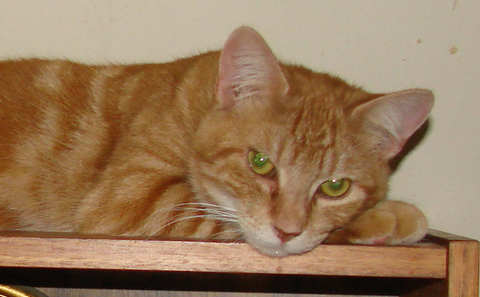 [picture of Mandarin, a Domestic Short Hair orange classic tabby\ cat] 