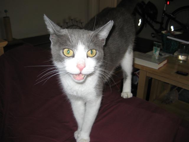 [another picture of Carrie AKA M'ocho, a Domestic Short Hair gray/white\ cat] 