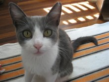 [picture of Carrie AKA M'ocho, a Domestic Short Hair gray/white\ cat] 