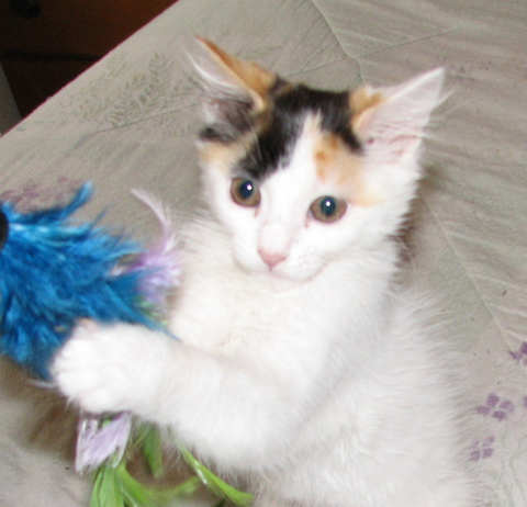 [picture of Jewel, a Domestic Medium Hair calico\ cat] 