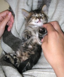 [another picture of Dr. Claw, a Domestic Medium Hair brown tabby\ cat] 