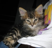 [picture of Dr. Claw, a Domestic Medium Hair brown tabby\ cat] 