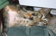[another picture of Nermal, a Domestic Short Hair tortoiseshell tabby\ cat] 