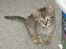 [picture of Nermal, a Domestic Short Hair tortoiseshell tabby\ cat] 