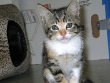 [another picture of Strudel, a Domestic Short Hair calico tabby\ cat] 