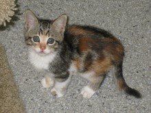 [picture of Strudel, a Domestic Short Hair calico tabby\ cat] 