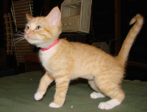 [another picture of Honey, a Domestic Short Hair orange/white\ cat] 