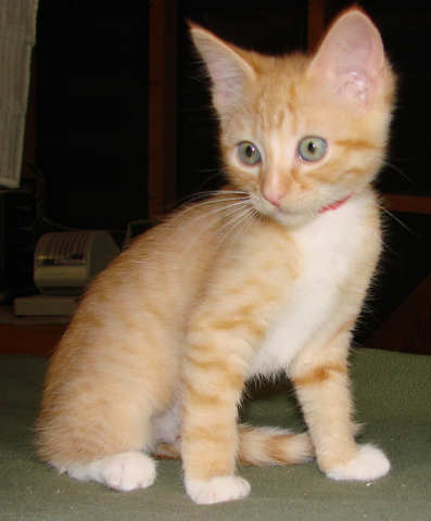 [picture of Honey, a Domestic Short Hair orange/white\ cat] 