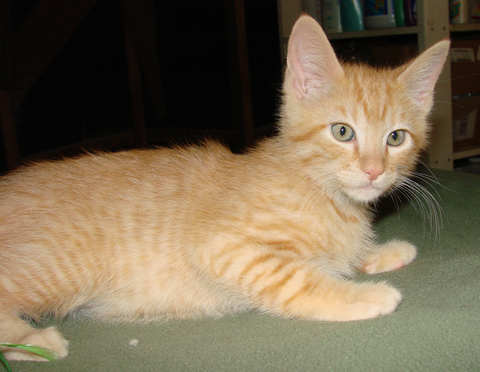 [another picture of Henry, a Domestic Short Hair orange\ cat] 