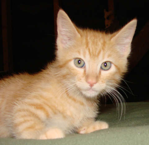 [picture of Henry, a Domestic Short Hair orange\ cat] 