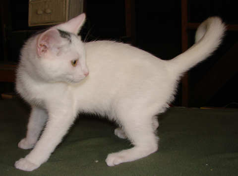 [another picture of Hank, a Domestic Short Hair white/black\ cat] 