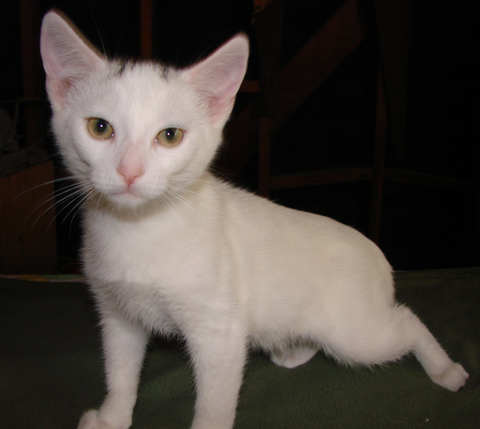 [picture of Hank, a Domestic Short Hair white/black\ cat] 